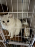 京东京造全价3种肉0谷物猫粮10kg鲜肉粮成猫幼猫通用型猫粮 实拍图
