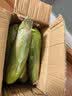 佳农宝菜山东带皮鲜水果玉米单根300g+净重4.6斤4-7根源头直发 实拍图