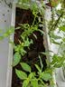 史丹利种菜专用土营养土阳台种菜泥炭有机土家用土壤蔬菜种土种植土10L 实拍图