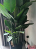 京东绿植天堂鸟盆栽客厅落地大型绿植大叶北欧风室内网红绿植好养源头直发 实拍图