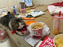 海洋之星 猫狗零食牛奶冻干奶酪棒宠物牛奶通用宠物零食牛奶冻干（0乳糖） 奶酪冻 60g*10 实拍图
