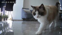 pidan混合豆腐猫砂 豆腐膨润土皮蛋猫砂除臭猫砂结团快 经典款2.4kg*4 实拍图
