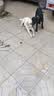 藻趣儿 狗粮 通用全价犬粮小中大型犬泰迪柯基金毛拉布拉多 【呵护肠胃】幼犬粮 7.5kg 实拍图