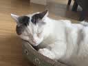 疯狂的主人猫抓板窝碗形超大号猫抓盆不掉屑猫窝宠物猫玩具瓦楞纸猫爪板 实拍图