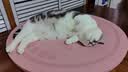 天净植物猫砂 豆腐绿茶猫砂结团除臭可冲厕所 2.0细颗粒2.5kg*4包 实拍图