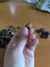 金鸽 多味西瓜子312g 西瓜籽大黑瓜子坚果炒货休闲追剧零食 实拍图