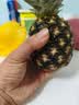 广东徐闻香水菠萝新鲜水果生鲜热带孕妇水果整箱包邮 【限时低价】1个装  净重650g起 实拍图