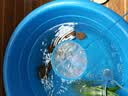 鱼缸捞鱼网水族箱用品大全小渔捞捕捞鱼网兜观赏鱼丰年虾网捞密网 大中小密网各一个颜色随机 实拍图