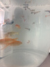 森森 小鲤鱼缸过滤器净水循环三合一内置水族箱过滤系统XQP-500F 6W 实拍图