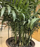 九千谷植物支撑架园艺花架阳台花园绣球月季爬藤 半圆20*35CM 3对装6393 实拍图