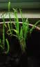 新韭菜根香韭菜根小叶韭菜根大叶韭菜根四季可栽好养活的庭院绿植 小叶韭菜根100棵送肥 实拍图