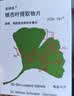 【原研进口】金纳多 银杏叶提取物片 40mg*20片/盒 10盒装 实拍图