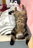 Orijen渴望猫粮 成猫幼猫 全价通用无谷原味鸡肉进口1.8kg*2效期27/4 实拍图