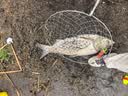 猛攻新型浮钓鲢鳙钓组专用翻板钩爆炸钩钓水怪方块饵鱼钩海杆套装14号 实拍图