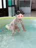 巧乐熊充气游泳池儿童家用加厚宝宝婴儿大型充气水池室外小孩家庭戏水池 夏日派对-1.8米三层加厚【标准款】 实拍图