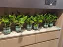 京东绿植绿萝盆栽除甲醛花卉绿植办公室新房净化空气 120款10盆源头直发 实拍图
