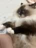 皇家猫粮 幼猫猫粮 幼猫奶糕 K36 通用粮 锁鲜 4-12月 4.5KG*2 实拍图