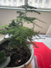 文竹盆栽绿植花卉盆景植物室内客厅水培文松云竹文竹大苗四季常青 小文竹【1颗】原盆原土球发货 高度15-25cm 实拍图