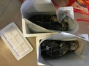 【活蟹】阳澄帝 大闸蟹鲜活  现货特大螃蟹公蟹母蟹精品礼盒装 精品六月黄3.0-3.3两  8只装 实拍图