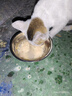 力狼猫罐头补水汤罐猫咪汤包幼猫成猫零食宠物食品猫湿粮 【28罐囤货装】混合口味汤罐85g 实拍图