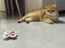 憨憨乐园猫玩具吸盘猫咪转转乐逗猫幼猫小猫逗猫棒自嗨解闷神器玩具 实拍图