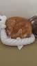 ZEZE宠物凉垫夏季降温冰窝凉感猫窝四季通用猫咪狗狗垫子凉垫睡垫 实拍图