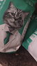 凯锐思 美短专用猫粮幼猫成猫深海鱼鱼肉猫食天然粮 美短2kg 实拍图