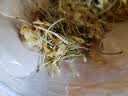 承义堂金银花野生特级125g可泡金银花柚子汁金银花儿童凉茶可做金银花露 实拍图