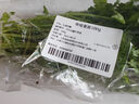 带根香菜100g 实拍图