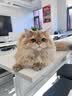 pidan猫砂 超细豆腐膨润土混合猫砂6.18KG*3包 整箱装皮蛋猫砂自营 实拍图