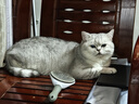 皇家猫粮 英短成猫粮 BS34 通用粮 12月以上 2KG 实拍图