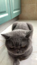 PETSTAR猫房子猫窝四季通用 封闭式猫咪屋可拆洗宠物睡觉的窝 实拍图