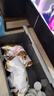 皇家狗粮 斗牛犬成犬狗粮 犬粮 宠物中型犬 FBA26 全价犬粮 ≥12月3KG 实拍图