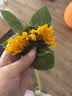 向日葵鲜花云南鲜花基地直发家用花束经典搭配教师节礼物 向日葵10枝 中大花 中大花向日葵 实拍图