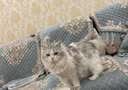 宝诺滋猫粮全价无谷鲜肉夹心泡芙猫粮乳鸽兔肉鳕鱼成猫幼猫专用猫粮 【限量抢购】混合口味试吃装30g*6袋 实拍图