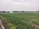 京东京造 烘焙纸 烤箱油纸 三明治包装纸空气炸锅硅油纸【20米×30cm】 实拍图