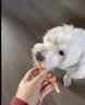 HELLOJOY狗狗零食宠物泰迪金毛幼犬成犬训练奖励 鸡肉绕奶棒1000g 实拍图