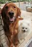 皇家狗粮 金毛成犬狗粮 犬粮 宠物大型犬 GR25 全价犬粮 ≥15月 12KG 实拍图