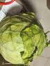 高原夏菜新鲜包菜卷心菜绿甘南菜甘蓝圆白菜时令蔬菜健康营养早餐 1.5斤-2斤高端标准菜 实拍图