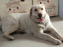 力狼狗粮 全价成犬粮 博美泰迪金毛阿拉斯加边牧大中小犬型粮 【基础营养2.0】成犬专用2.5kg 实拍图
