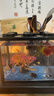 桌面鱼缸小型家用积木缸生态缸水族箱斗鱼缸带小夜灯氛围灯摆件 黑色斗鱼缸【不带灯】 实拍图