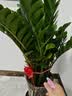 花财主天堂鸟盆栽办公室大型绿植客厅鸭脚木植物家用吸甲醛净化空气好养 金钱树1.1-1.2m【招财进宝陶瓷盆】 实拍图