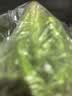 京鲜生&听蔬 有机生菜1斤品种随机发 绿生菜罗马生菜球生菜随机源头直发 实拍图