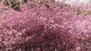 霸王茶姬（CHAGEE）保温杯316不锈钢咖啡吸管水杯子上学专用教师节礼物萌宠杯田园犬 实拍图