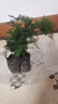 文竹盆栽绿植花卉盆景植物室内客厅水培文松云竹文竹大苗四季常青 小文竹【3棵性价比高】原土球发货 高度15-25cm 实拍图