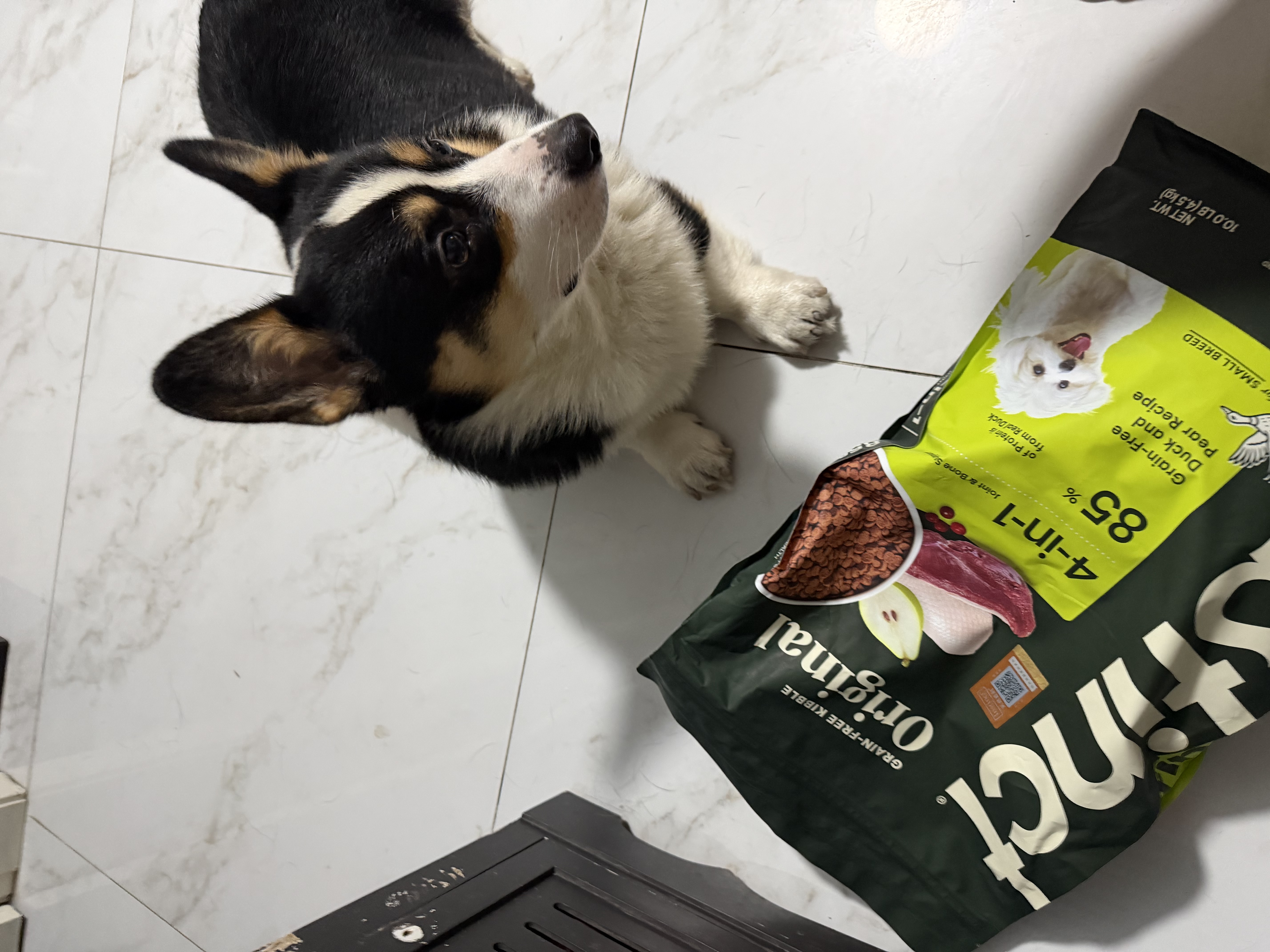 instinct天然百利无谷鸭肉梨狗粮低敏去泪痕通用原装进口犬粮10lb/4.5kg 实拍图