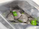 艺佰赤小豆薏米苦荞茯苓茶包10g*30包健炒熟脾袪排养生湿气重泡水喝 实拍图