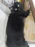 比瑞吉俱乐部系列三文鱼2kg高蛋白全价全期成猫幼猫粮全年龄段透明原料 实拍图