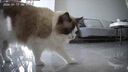 LEGENDSANDY蓝氏乳鸽猫粮幼猫成猫猫零食主食猫条餐包猫咪尝鲜大礼包246g 实拍图