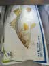 仙泉湖冷冻三去白蕉海鲈鱼700g/袋(2条装)肉厚刺少水产生鲜食材 实拍图